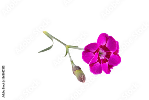 Dianthus plumarius flower o...