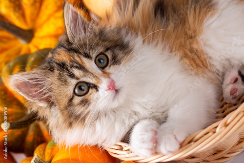 Cute calico cat among the p...