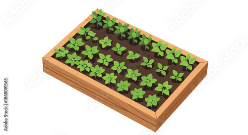 Isometric view of a wooden garden planter box filled with dark fertile soil and rows of small green vegetable seedlings growing.