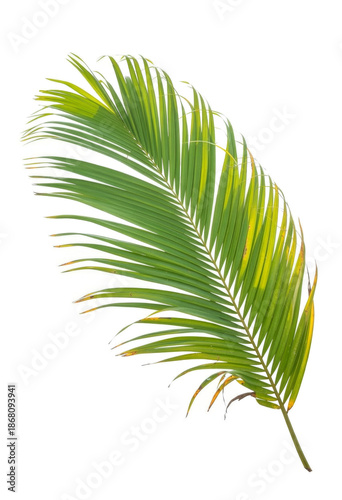 Green Palm Leaf on White Background