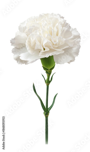 white carnation flower isolated on white background.