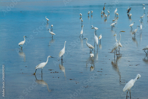 A flock of egrets foraging in the lake, migratory birds of Poyang Lake