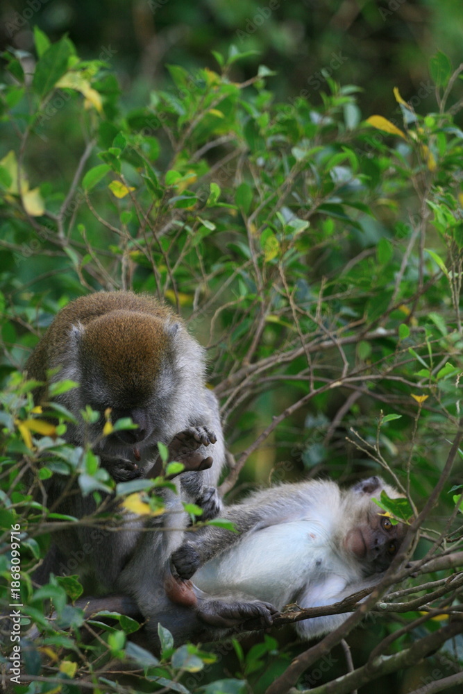 Obraz premium Long tailed monkeys (Macaca fascicularis) at Ngarai Sianok, West Sumatra, Indonesia.