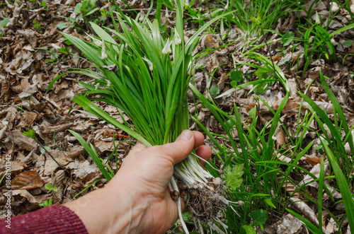 to collect wild onions or garlic, allium ursínum, for cooking or pickling