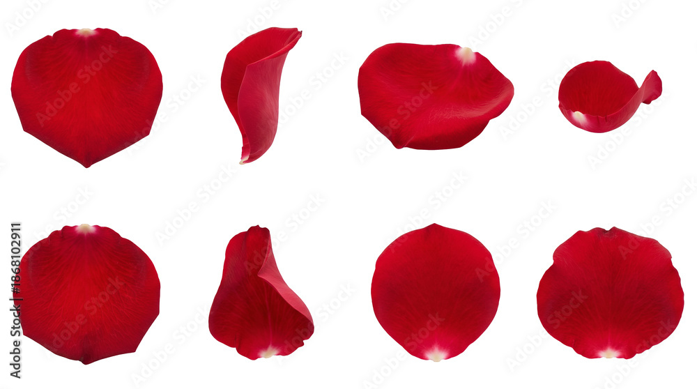 Fototapeta premium Red rose petal set including curved, flat, curled, and side view variants isolated. Romantic floral elements for wedding and valentine design.