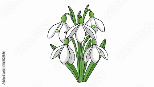 A small cluster of delicate white snowdrop flowers with green stems and leaves
