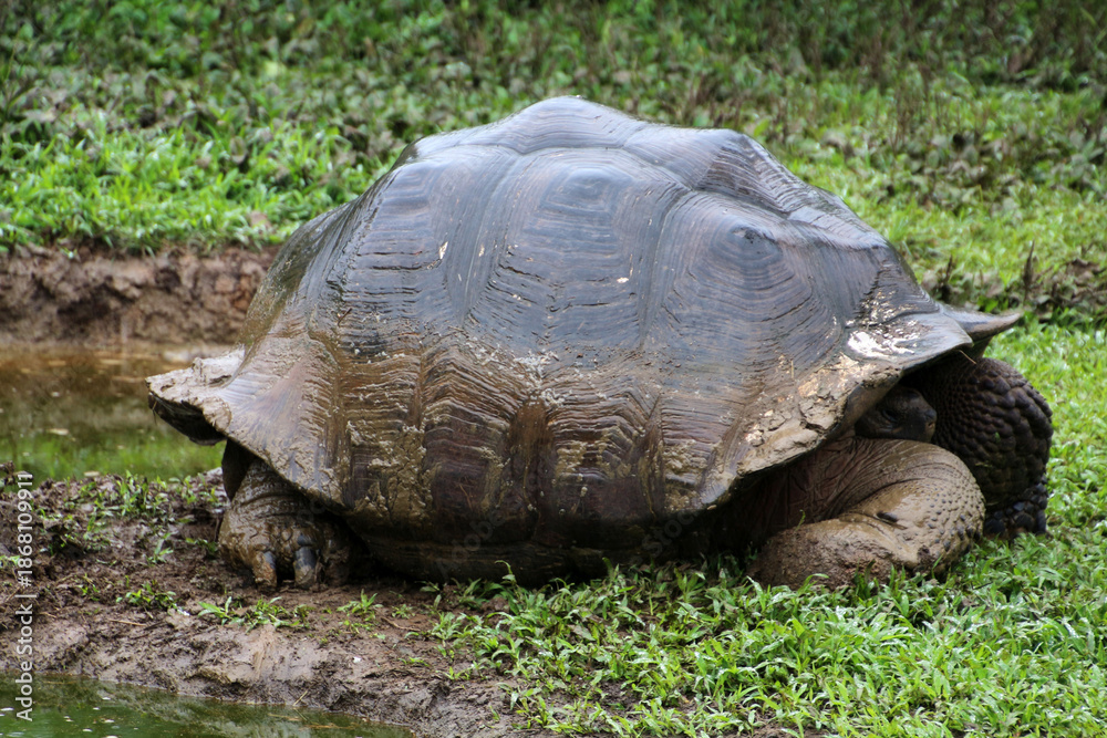 Fototapeta premium Giant tortoise on Santa Cruz Island, Galapagos Islands, Ecuador