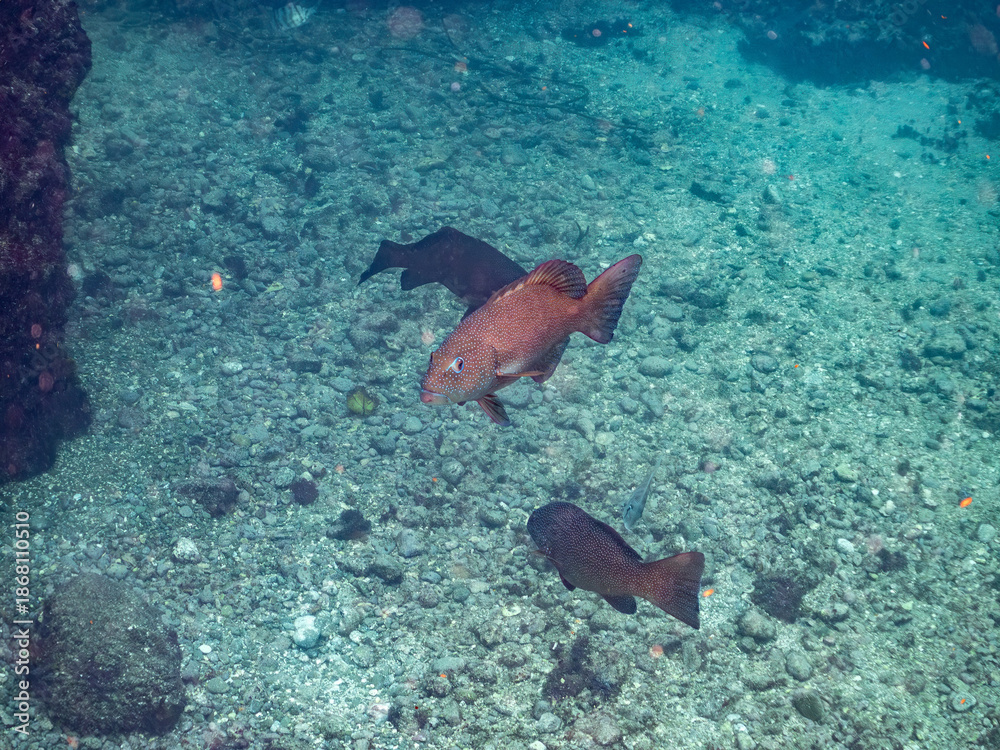 Fototapeta premium スジアラ, ハタ科, Red-spotted rockcod, Blue spotted grouper, Plectropomus leopardus, 他。 ヒリゾ浜南伊豆町中木 静岡県伊豆半島-2025 日本有数のシュノーケリングスポット。 夏の数カ月間だけ渡し船で行ける。 水質透明度魚影が素晴らしい。 