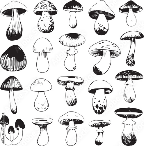 black and white illustration of various mushroom types