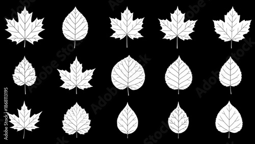Collection of diverse white leaf silhouettes with intricate venation on a striking black background