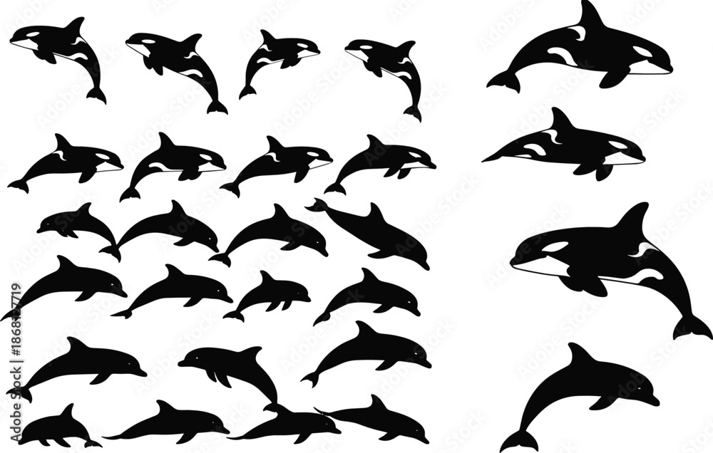 Obraz premium Orca Whale Silhouette Vector Set with Multiple Swimming Poses Killer Whale Marine Illustration Collection