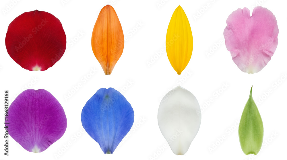 Fototapeta premium Natural flower petal set including rose, lily, sunflower, and orchid varieties isolated. Botanical collection for floral design and decoration.
