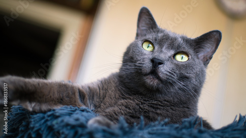 Domestic cat relaxing on blue textured bed indoors