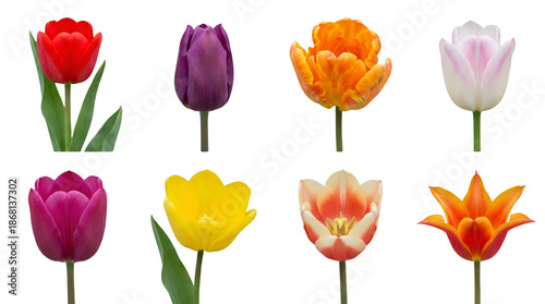 Tulip flower set including red, purple, orange, pink, yellow, and multicolored blooming varieties isolated. Floral nature and spring garden collection.