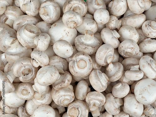 Canvastavla Closeup of a pile of fresh white mushrooms.
