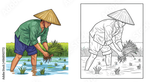 Rice Farmer Planting Seedlings Illustration Color and Line Art Comparison Harvest Scene