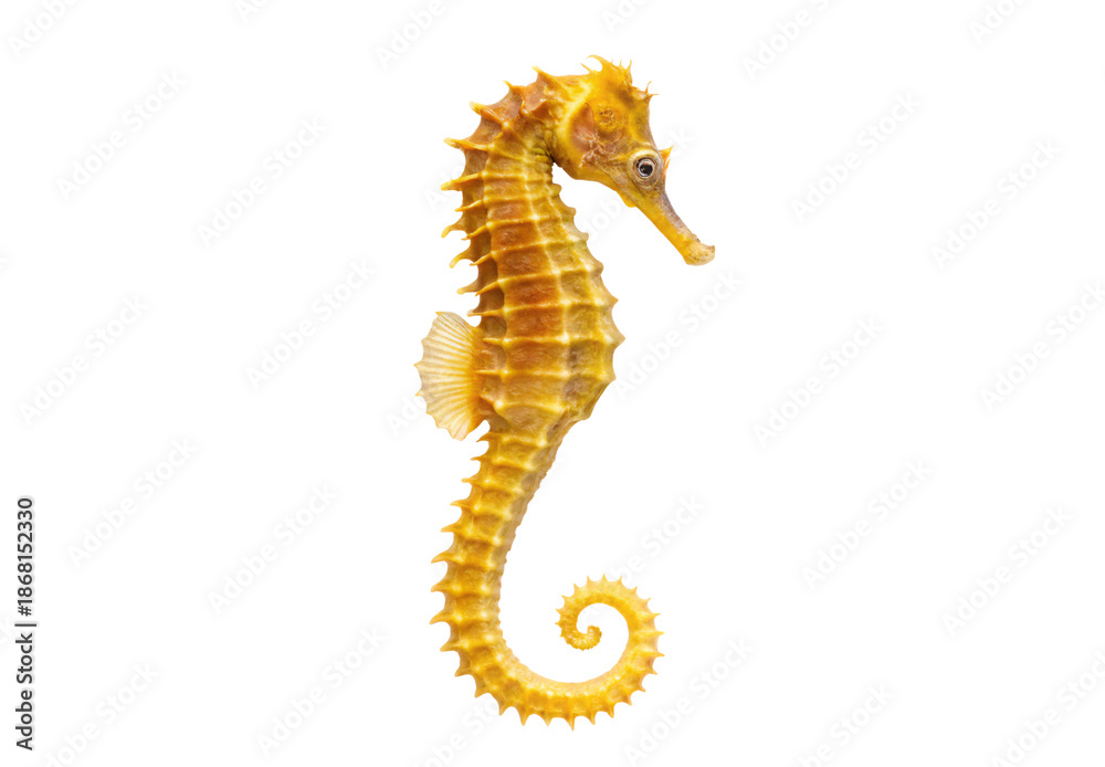 Obraz premium Yellow seahorse with spiny ridges and curled tail vertical position, isolated on a transparent background