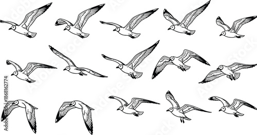 Flying bird sketch silhouette vector illustration set, hand drawn seagull poses collection, wildlife nature design elements, black white line art style