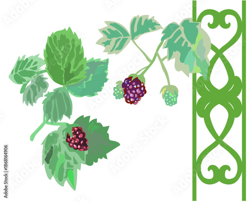 ブラックベリーとガーデンフェンス