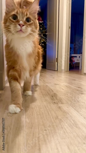 A large, fluffy ginger and white domestic cat (likely a Maine Coon or Siberian breed) walks along a modern home hallway on a light wooden floor. The vertical and horizontal shots capture the pet's