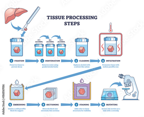 Tissue processing steps diagram illustrates the histology workflow from fixation to mounting, key objects, tissue sample, reagent jars, microscope. Outline diagram