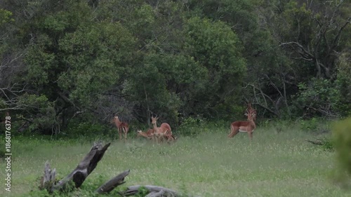 a cheetah watching an impala herd