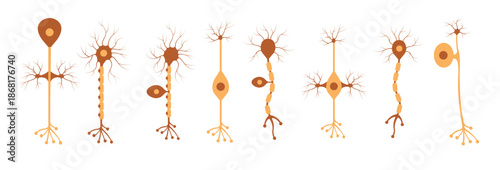 set of neuron vector