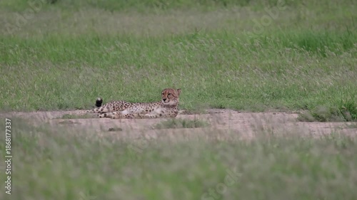 a cheetah taking a dustbath