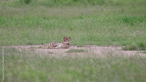  a cheetah shaking out dust