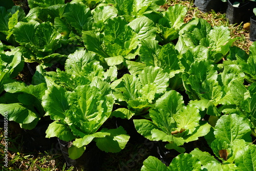 Mustard greens in a garden bed, naturally grown and exposed to gentle sunlight. These vegetables are a rich source of vitamins A, C and K.	