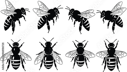 Bee illustrations, insect anatomy, top view, side profile, wing detail, striped abdomen, species variation, black silhouette, biological study, entomology referenceBee illustrations