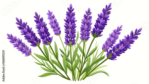Very beautiful lavender Lavandula isolated on a white background, showcasing refined purple blooms and slender stems, perfect for botanical design, herbal themes, and elegant natural compositions.