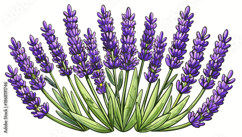 Very beautiful lavender Lavandula isolated on a white background, showcasing refined purple blooms and slender stems, perfect for botanical design, herbal themes, and elegant natural compositions.