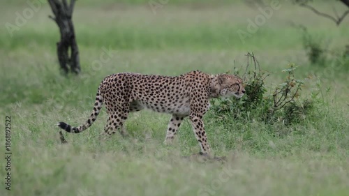 A female cheetah starting her hun