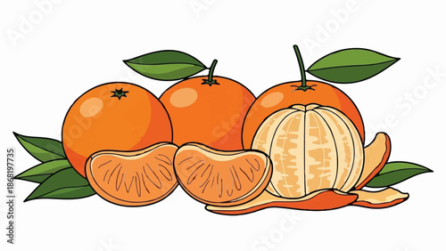 A vibrant illustration of peeled and whole tangerines with green leaves