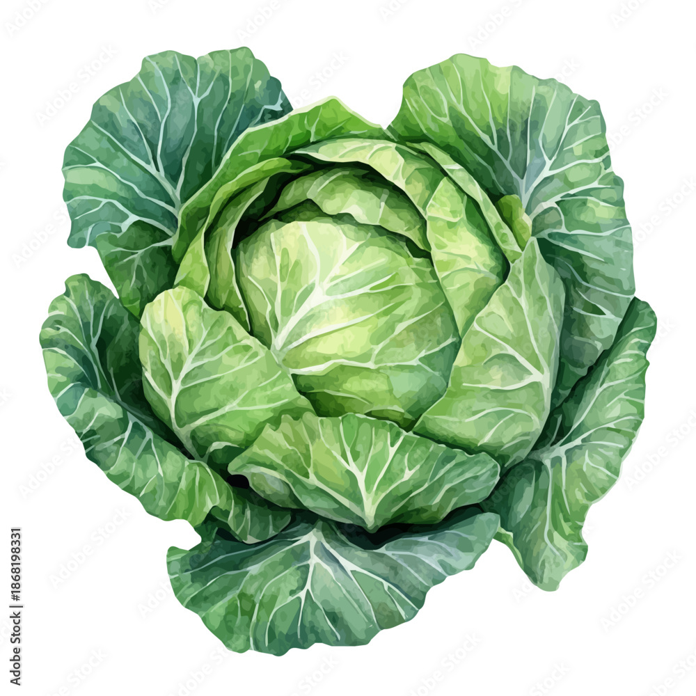 Obraz premium Cabbage, elegant watercolor vector illustration, isolated on a white background.