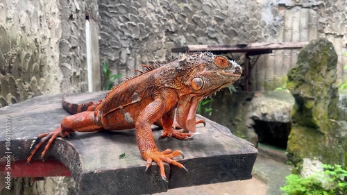 red iguana close up on a wooden surface in a naturalistic enclosure. vibrant orange reptile with detailed scales, spines, and claws