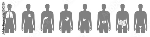 Vector isolated illustration of human internal organs in male body. Lung, heart, liver, stomach, pancreas, kidney, intestine, bladder, icon. Donor medical poster
