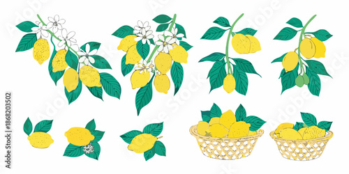 Illustrative lemon branches blossoms and fruit arrangements in a botanical style