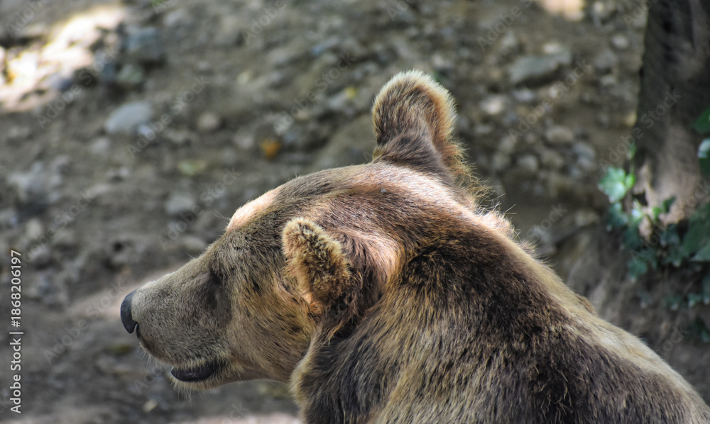 Fototapeta premium Brown Bear – Rear Profile Close-Up