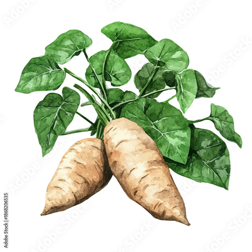 High-resolution watercolor painting vector of Wild Yam, isolated on a white background.