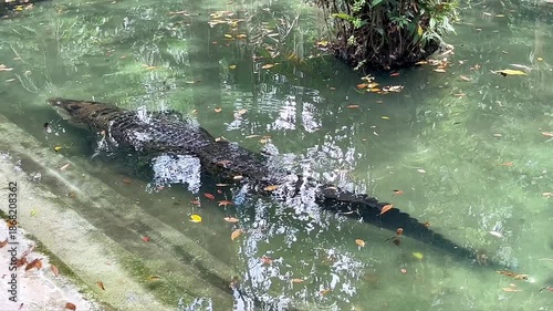 saltwater crocodile crocodylus porosus in water, a large predator swimming slowly in a pond