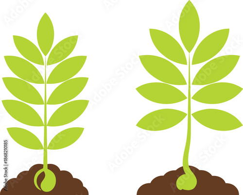 Seed Germination and Plant Growth Illustration Set Showing Sprouting Process with Soil Flat Style Icons