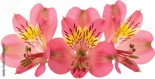 Beautiful pink alstroemeria flowers with yellow centers and dark spots isolated on a white background for floral design and decoration.