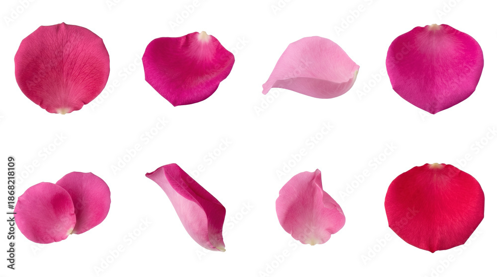 Fototapeta premium Pink rose petal set including various organic shapes and curved floral elements isolated. Decorative nature collection for romance and beauty.