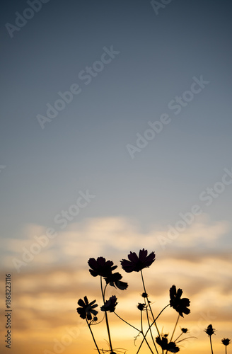 夕暮れのコスモスシルエット