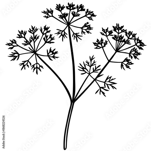 Dill line art vector