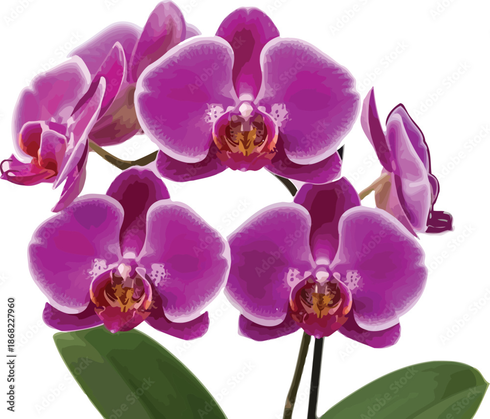 Obraz premium Beautiful vibrant purple phalaenopsis orchid flowers with green leaves isolated on white background for floral decoration and elegant nature design