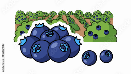 Blueberry bushes in rows with ripe berries and scattered fruits