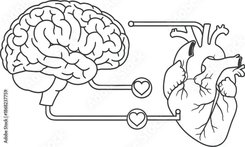 Connection between human brain and heart